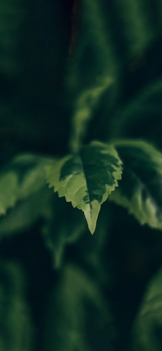 تفصيلة من قلب الطبيعة