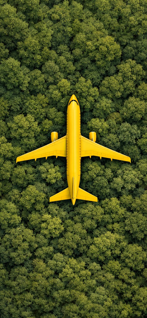 رحلة فوق الغابة